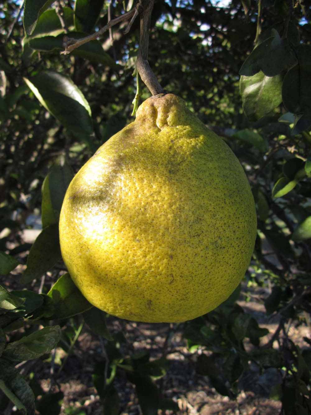              Fruit (Winter Haven, FL)       